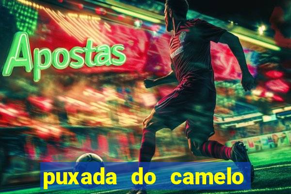 puxada do camelo no jogo do bicho